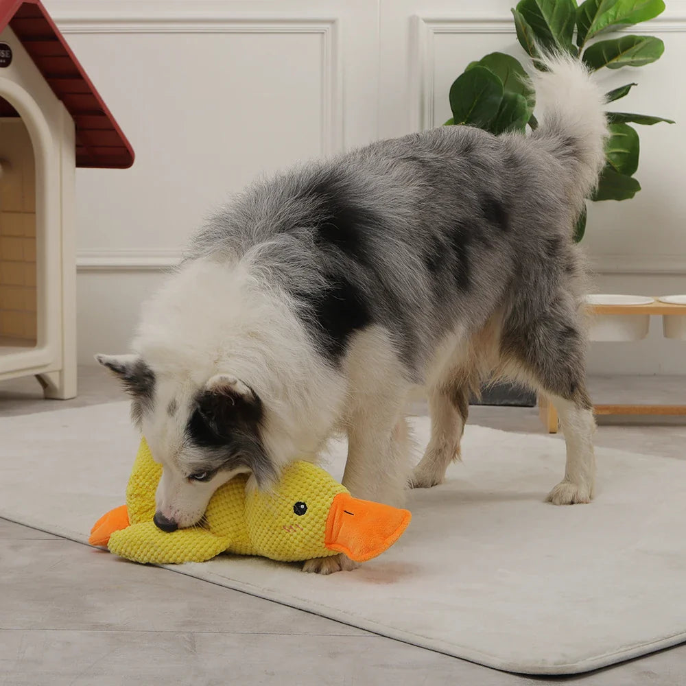 QuackTass - Ank-leksak för hundar
